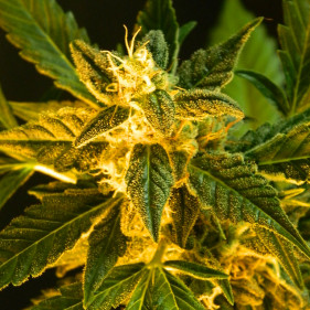 Auto fem Super Skunk можно садить семена конопли каннабиса в апреле мае сентябре